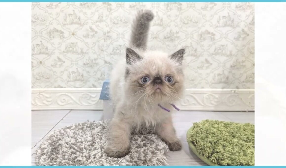 Coo&RIKU　No.00726452 ヒマラヤン