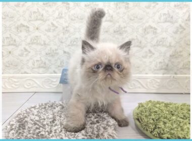 Coo&RIKU　No.00726452 ヒマラヤン