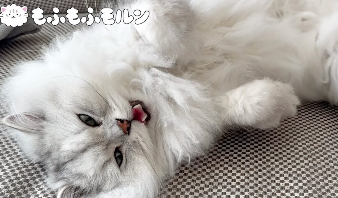 眠い時に甘えてくる猫を愛でましょう 【サイベリアン】