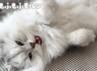 眠い時に甘えてくる猫を愛でましょう 【サイベリアン】