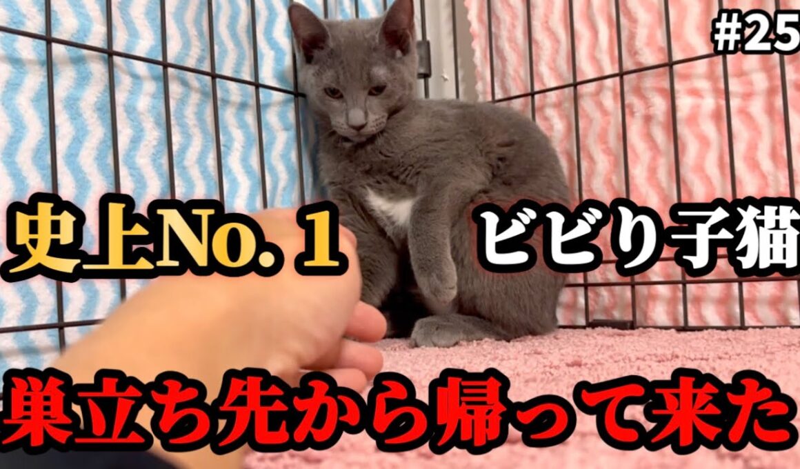 子猫達が1週間で戻ってきた理由をお話します。