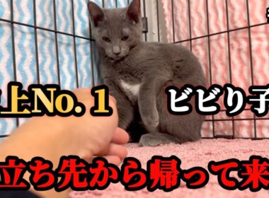 子猫達が1週間で戻ってきた理由をお話します。