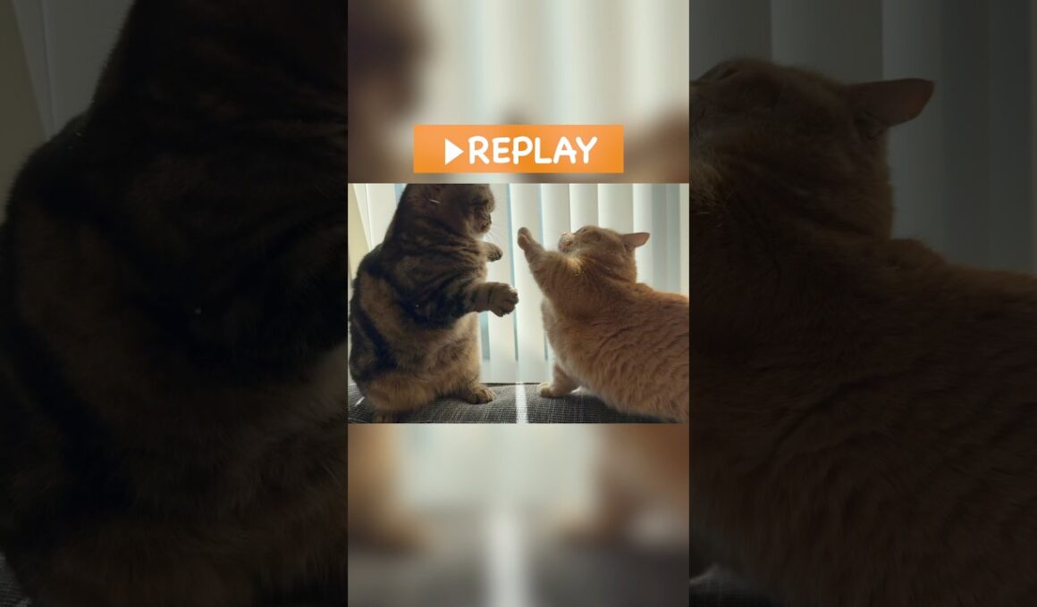 短足マンチカンの縄張り争いが可愛すぎる！