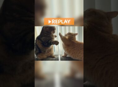 短足マンチカンの縄張り争いが可愛すぎる！