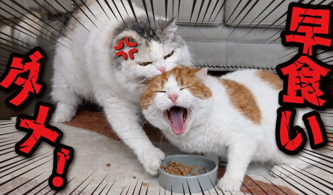 猫の早食いアカン！！！絶対！！！