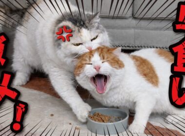 猫の早食いアカン！！！絶対！！！