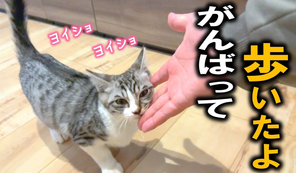 脚を骨折した子猫がお家の中を探険するのを、みんなで応援しながら眺めました