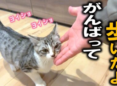 脚を骨折した子猫がお家の中を探険するのを、みんなで応援しながら眺めました