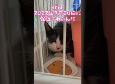 スフィンクス猫チャイとハチワレ猫玉(ぎょく)の物語