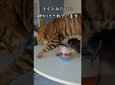 猫的評価：トイレ｜トイガー&ラグドール　#トイガー #ラグドール #catshorts　#猫のいる暮らし #catfunny