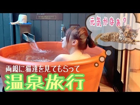 温泉旅行中に実家の両親に預けたベンガル猫5匹が大暴れ