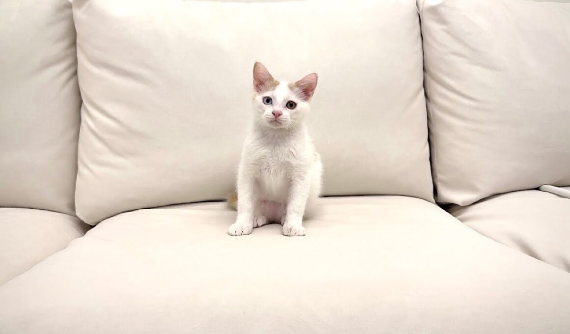 保護した子猫が緊急手術することになりました。