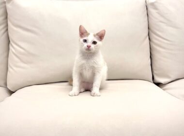 保護した子猫が緊急手術することになりました。