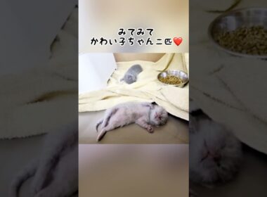 プルプルしちゃう！どんな夢みてるの？シャルトリュー子猫がかわいい