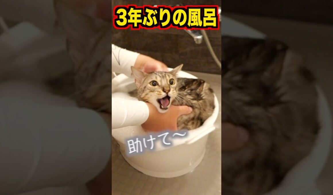3年ぶりに風呂に入れたらルト大暴走　#ベンガル #ルトロゼ #猫