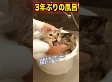 3年ぶりに風呂に入れたらルト大暴走　#ベンガル #ルトロゼ #猫