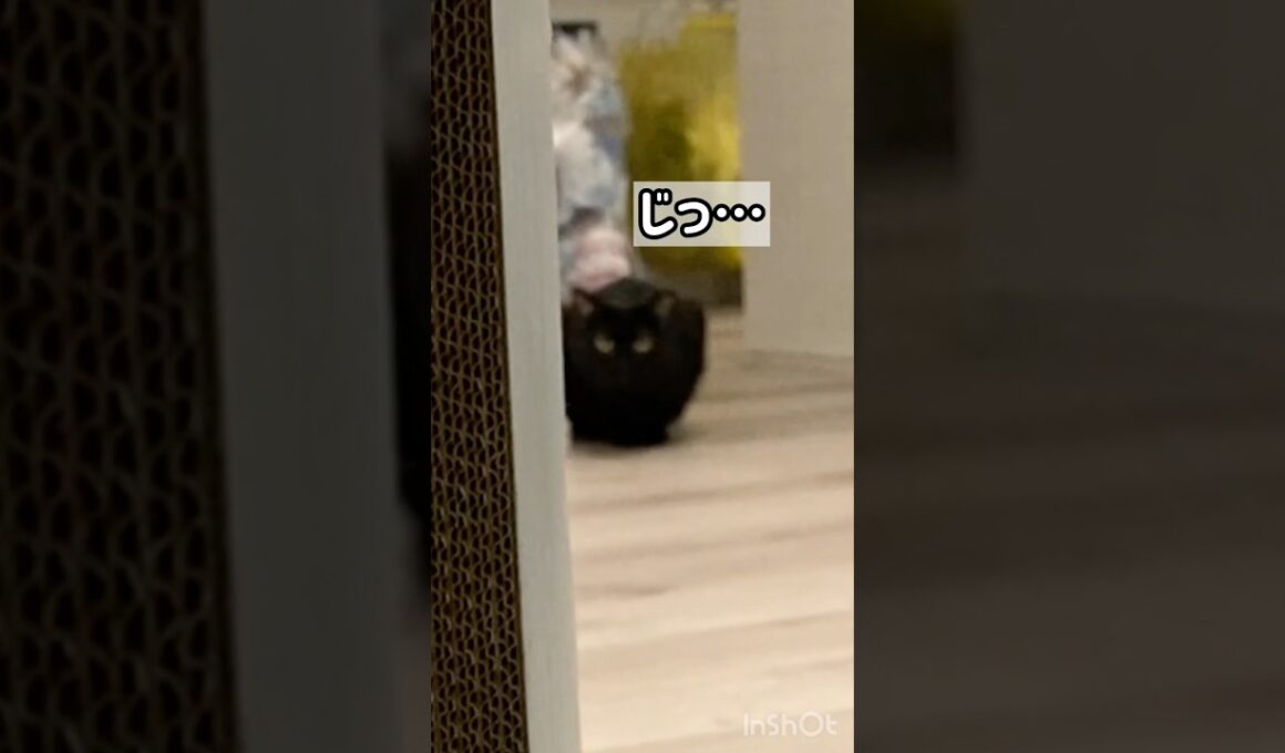 黒猫とだるまさんが転んだ　#ボンベイ #cat #ねこ #ねこのいる生活 #ねこのいる暮らし #ねこ動画 #猫 #猫好きさんと繋がりたい #かわいい #癒やし