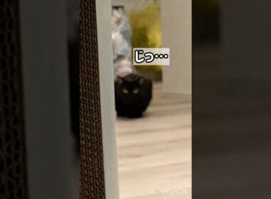 黒猫とだるまさんが転んだ　#ボンベイ #cat #ねこ #ねこのいる生活 #ねこのいる暮らし #ねこ動画 #猫 #猫好きさんと繋がりたい #かわいい #癒やし