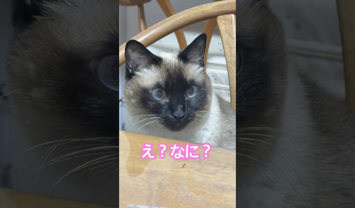 何かに気づいたシャム猫のふくさん【たぬき猫】 #cat #しゃむねこ #猫のいる暮らし #猫好きさんと繋がりたい #ねこ #cutecat #cat