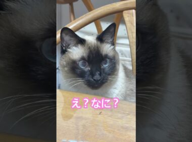 何かに気づいたシャム猫のふくさん【たぬき猫】 #cat #しゃむねこ #猫のいる暮らし #猫好きさんと繋がりたい #ねこ #cutecat #cat