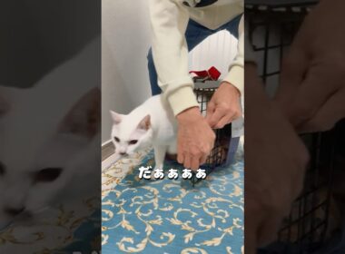 病院から家に着くと元気になる弟猫が可愛い
