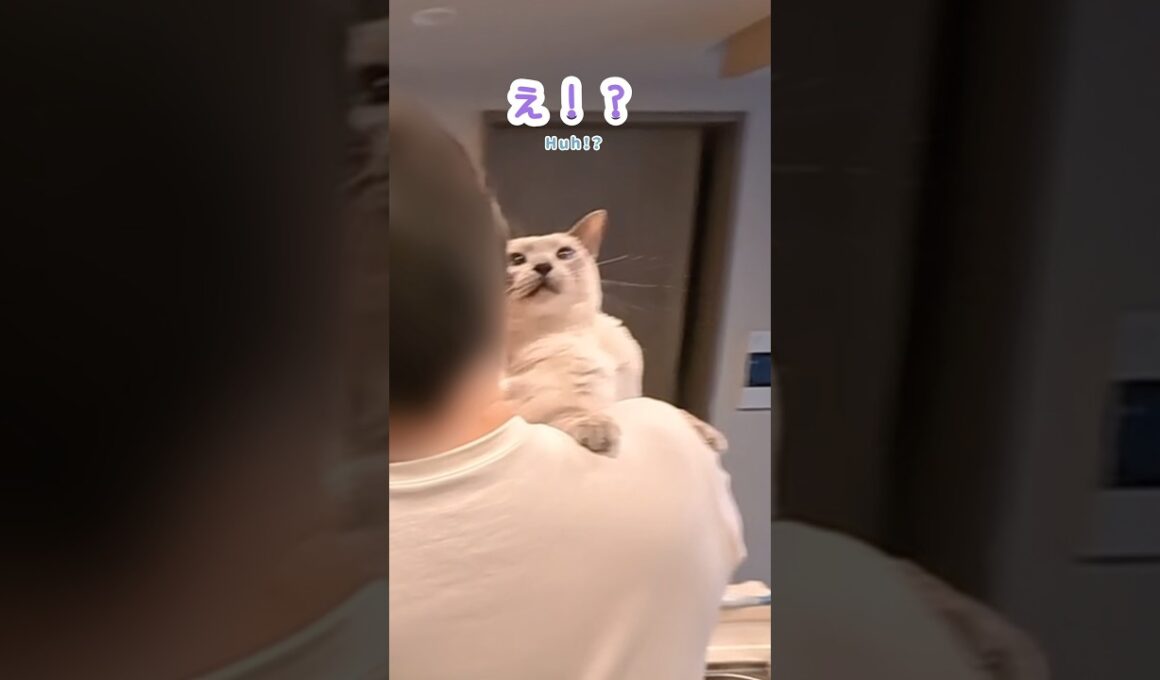 ママにジャンプ抱っこしたはずが…！？甘えん坊猫