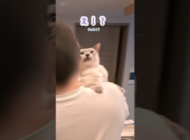 ママにジャンプ抱っこしたはずが…！？甘えん坊猫