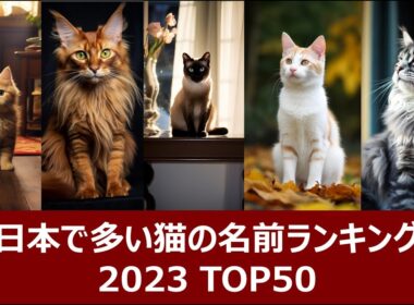 日本で多い猫の名前ランキング2023 ベスト50