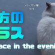 バーマン猫ラフとウリ【夕方のテラス】Terrace in the evening（バーマン猫）Birman/Cat
