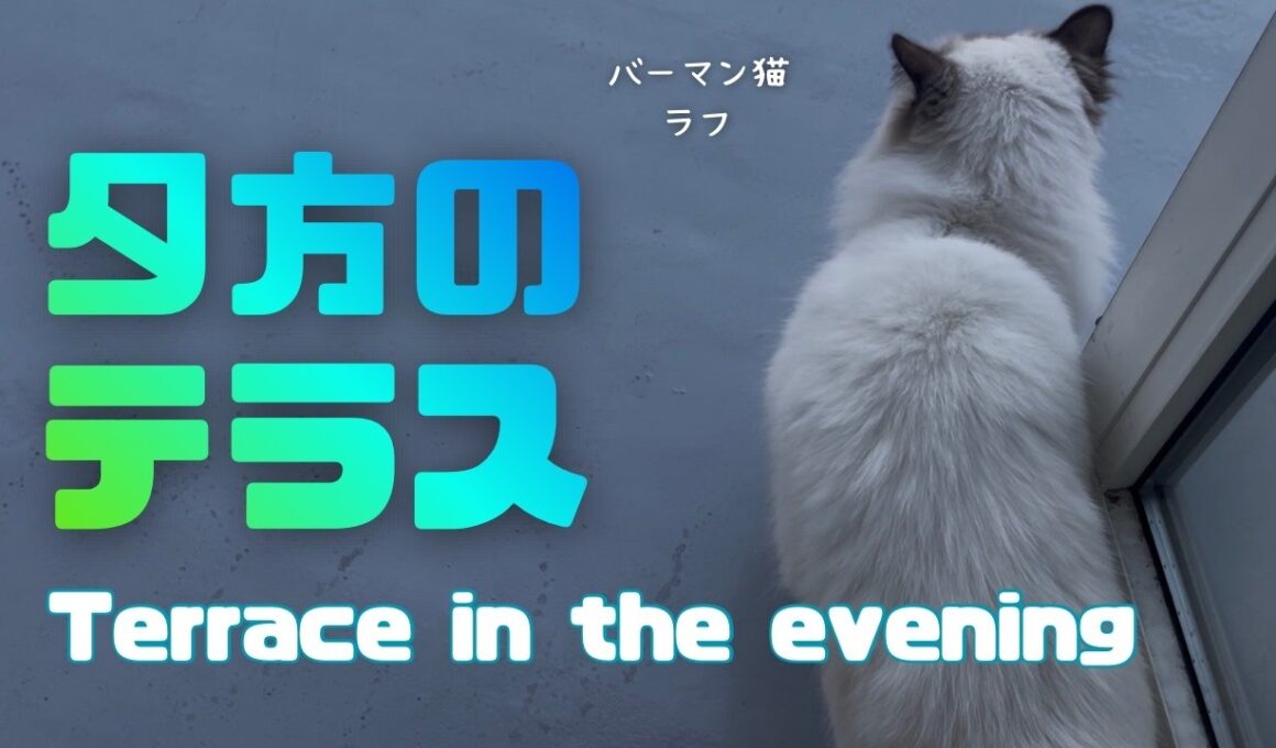 バーマン猫ラフとウリ【夕方のテラス】Terrace in the evening（バーマン猫）Birman/Cat