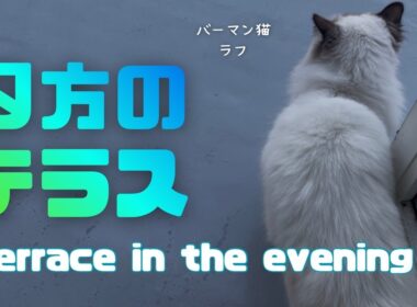 バーマン猫ラフとウリ【夕方のテラス】Terrace in the evening（バーマン猫）Birman/Cat