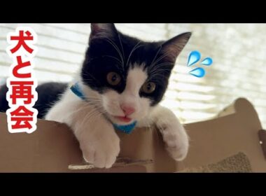 犬と再会した子猫が固まってこうなりました