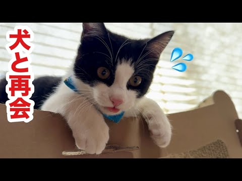 犬と再会した子猫が固まってこうなりました