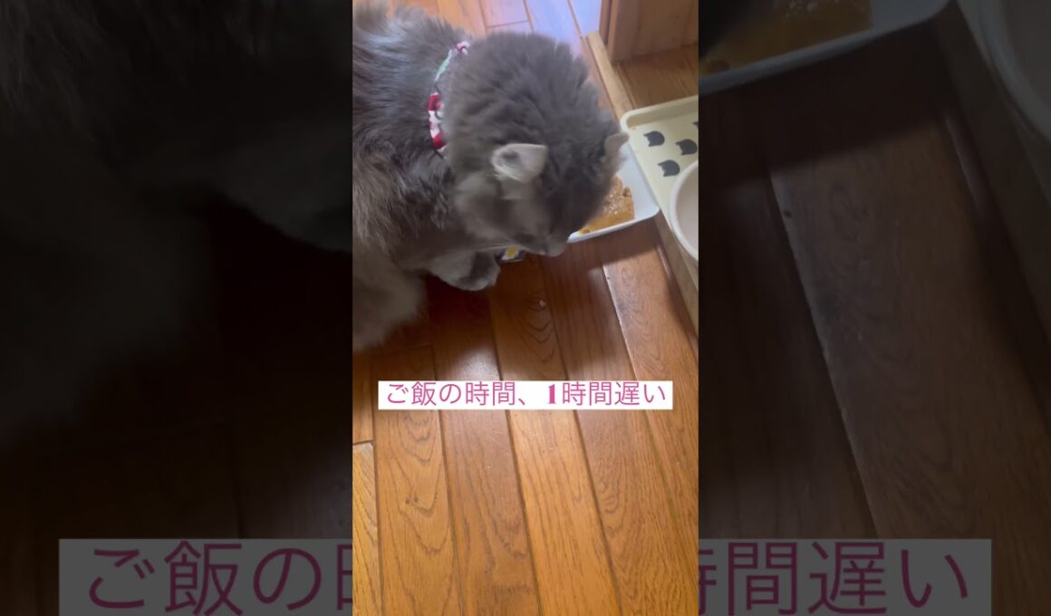 イライラ #アメリカンカール     #ねこ動画