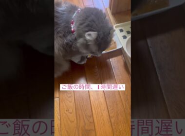 イライラ #アメリカンカール     #ねこ動画