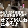 行き場のない沖縄の子猫達を全て空輸して来ました
