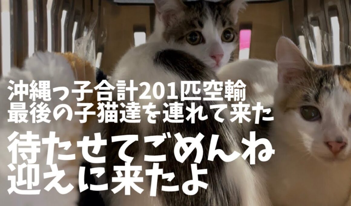行き場のない沖縄の子猫達を全て空輸して来ました