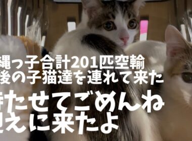 行き場のない沖縄の子猫達を全て空輸して来ました