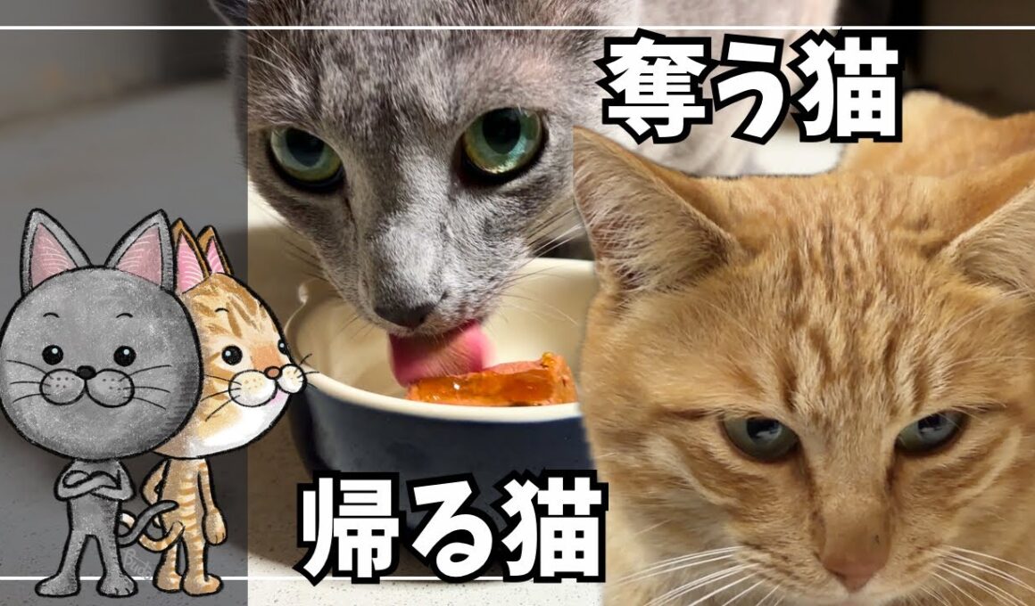 猫の日に現れた"だてまき君"…そしてオヤツは秒で消えた【ロシアンブルー】