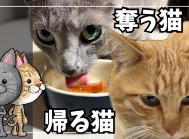 猫の日に現れた"だてまき君"…そしてオヤツは秒で消えた【ロシアンブルー】