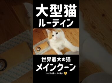 今日のセテさん #メインクーン #ノルウェージャンフォレストキャット #サイベリアン #大型猫 #猫のいる暮らし #shorts #cat #mainecoon #catshorts​