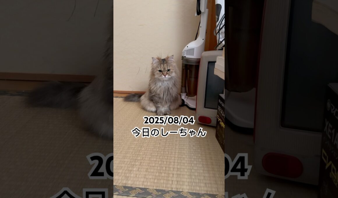 2025/08/04今日のしーちゃん #猫 #ペルシャ #シエル #cat #猫のいる暮らし