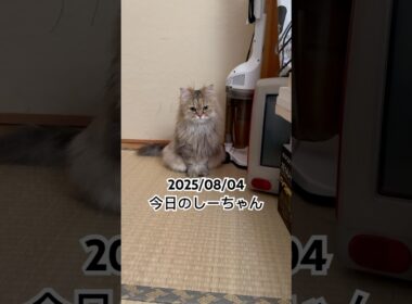 2025/08/04今日のしーちゃん #猫 #ペルシャ #シエル #cat #猫のいる暮らし