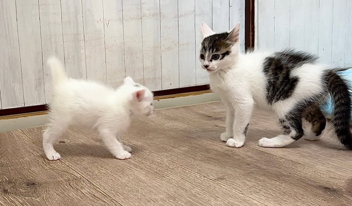 兄猫に鍛えられた結果ドリフトを覚えた生後30日の子猫【白玉ちゃん＆坊ちゃん日記】Drifting kitten! Trained by a kitten one month older.