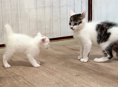 兄猫に鍛えられた結果ドリフトを覚えた生後30日の子猫【白玉ちゃん＆坊ちゃん日記】Drifting kitten! Trained by a kitten one month older.