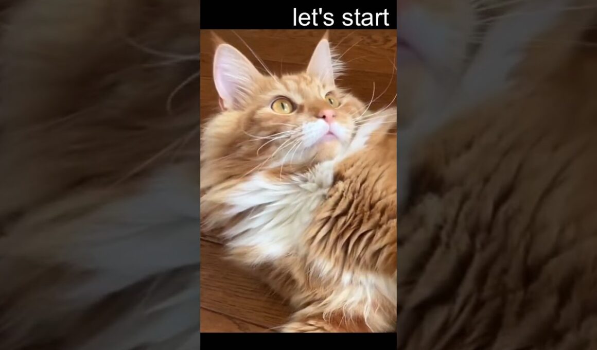 トライ！#cat#メインクーン