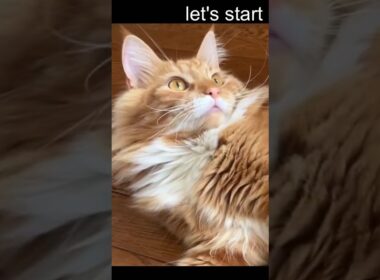 トライ！#cat#メインクーン