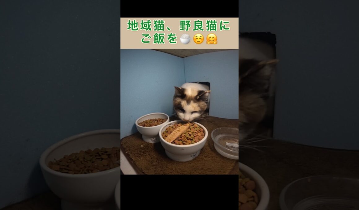 今回も焼かつおを置いたら、シャム母さんが１番乗りで食べちゃった。