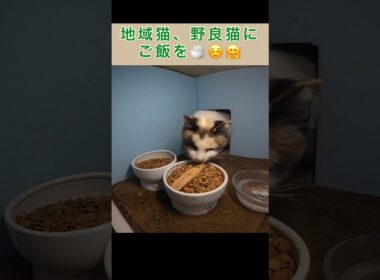 今回も焼かつおを置いたら、シャム母さんが１番乗りで食べちゃった。