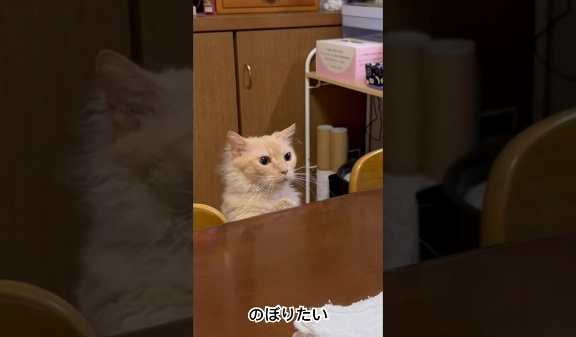 ネコのラパちゃんはテーブルに乗りたかったのに〜T^T(ラパーマのラパちゃん